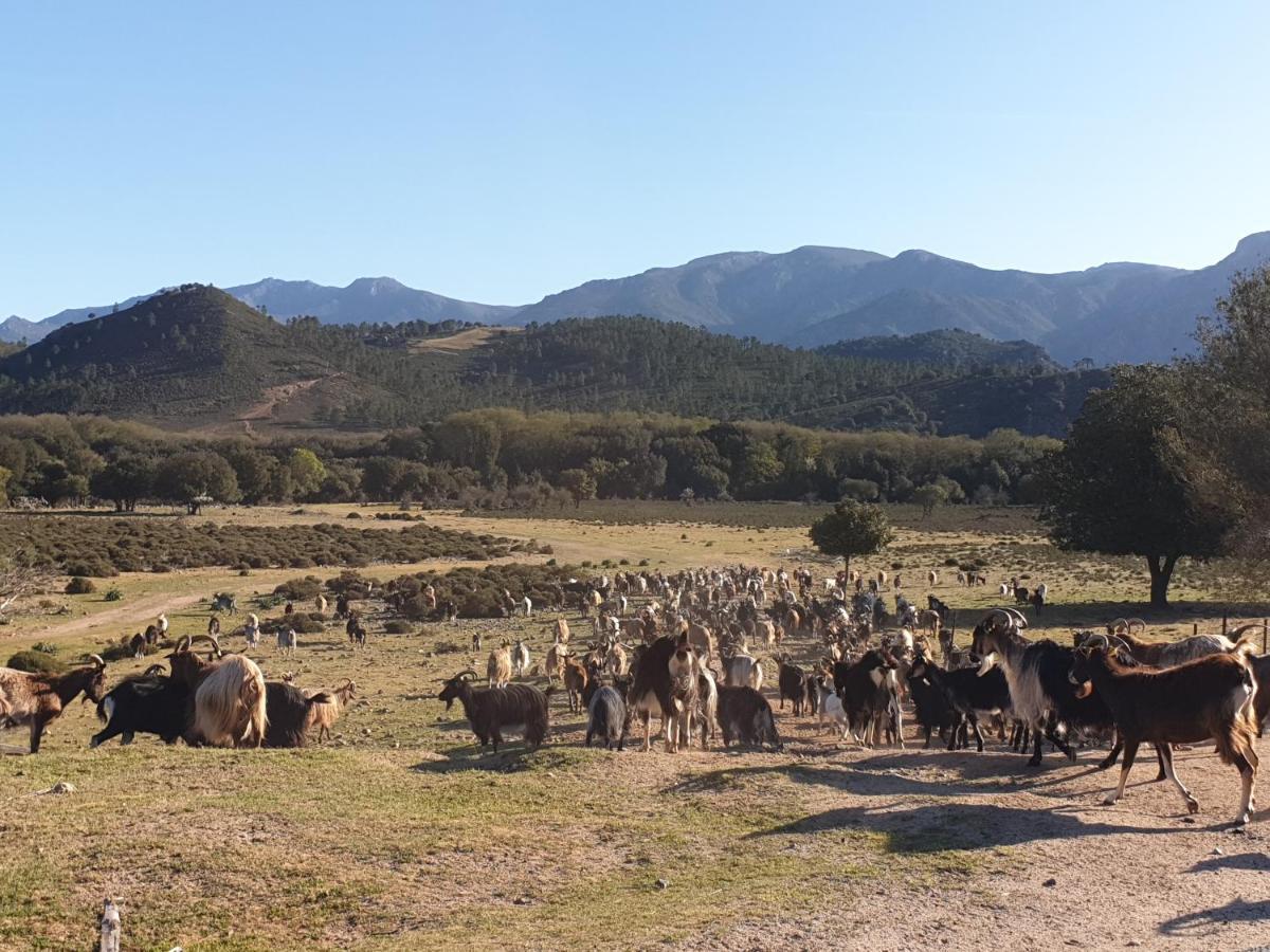 Domaine U Filanciu - Casa Ghjulia - Centru Di Corsica Villa Moltifao Kültér fotó
