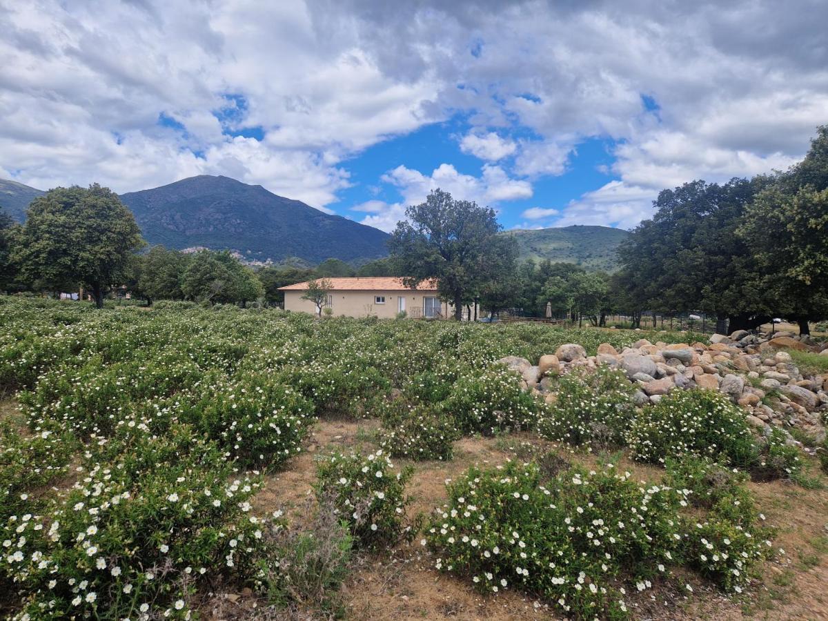 Domaine U Filanciu - Casa Ghjulia - Centru Di Corsica Villa Moltifao Kültér fotó